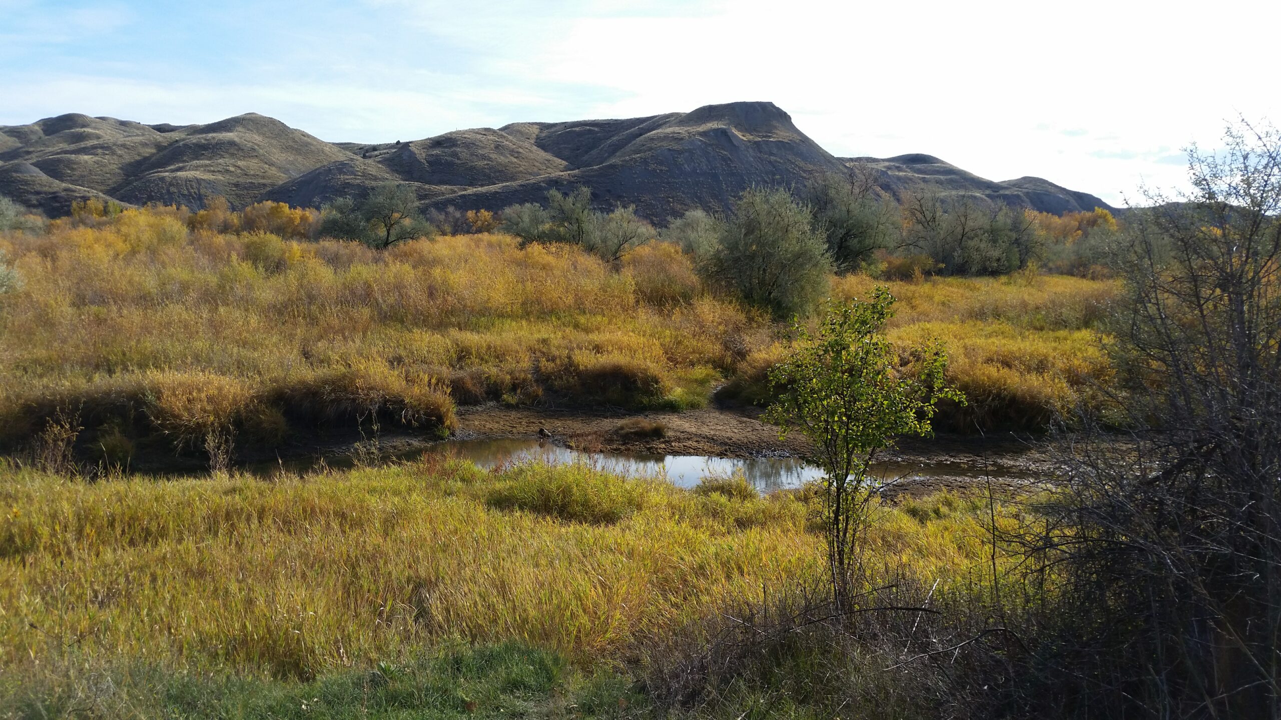 Be Careful with Fall Growth Regulation